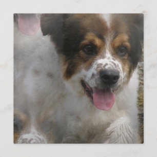 Australian Sheherd Puppy Invitation Kaart