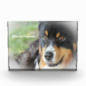 Australian Shepard Dog. Fotoblokken (Voorkant)