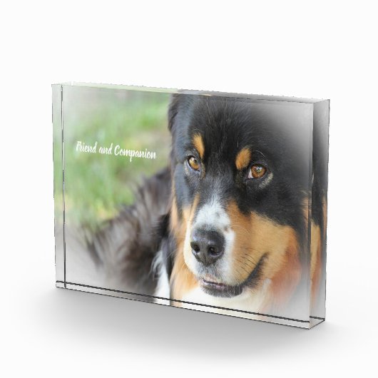 Australian Shepard Dog. Fotoblokken (Rechts)