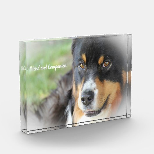 Australian Shepard Dog. Fotoblokken (Links)