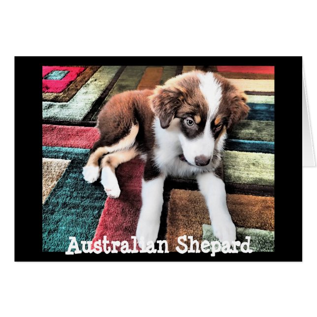 Australian Shepard Puppy maakt je eigen werk (Voorkant Horizontaal)