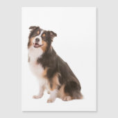 Australian Shepherd (Voorkant)