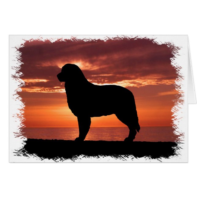 Australian Shepherd (Voorkant Horizontaal)