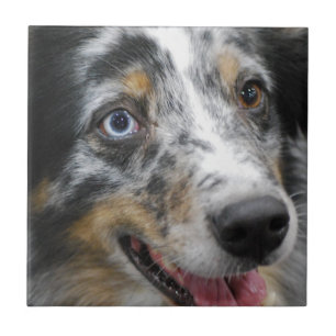 australian-shepherd-32.jpg tegeltje