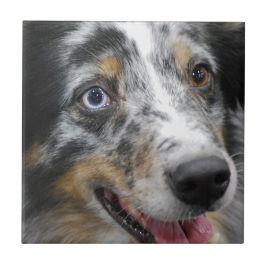 australian-shepherd-32.jpg tegeltje (Voorkant)