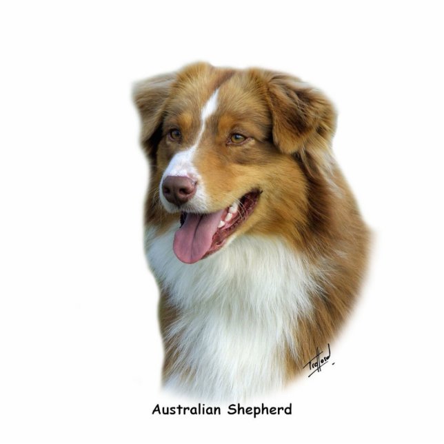 Australian Shepherd 9K4D-16 Staand Fotobeeldje (Voorkant)