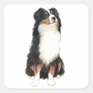 AUSTRALIAN SHEPHERD (A) - Driekleurig Vierkante Sticker
