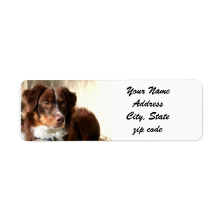 Australian Shepherd Adresetiketten Etiket