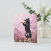 Australian Shepherd and Cherry Blossoms Briefkaart (Staand voorkant)