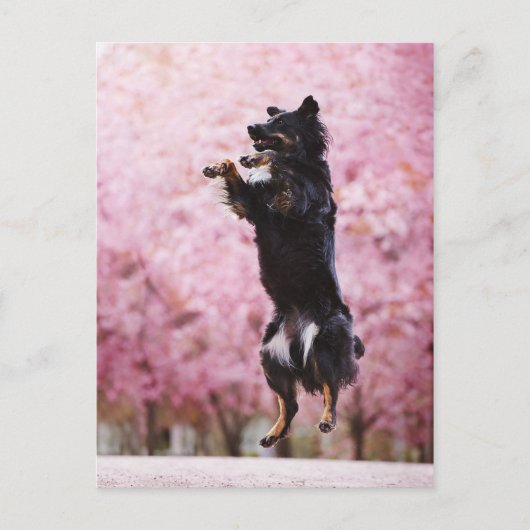 Australian Shepherd and Cherry Blossoms Briefkaart (Voorkant)