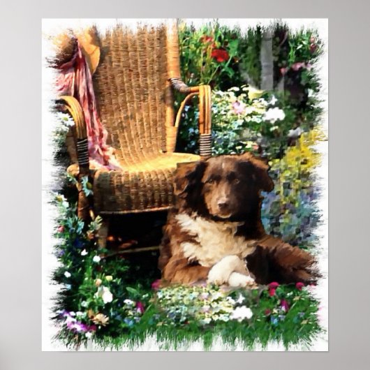 Australian Shepherd Art Print (Voorkant)