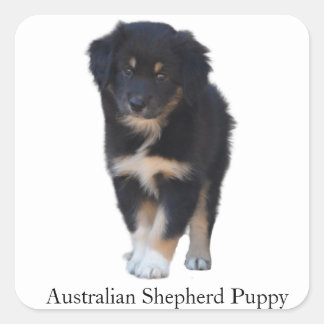 Australian Shepherd (Aussie) Puppy Ras Sticker