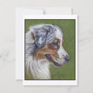 Australian Shepherd, Blauwe Merle, Notitiekaartje