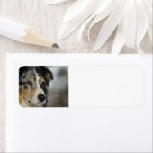 australian-shepherd-blue merle 2 etiket (Insitu)