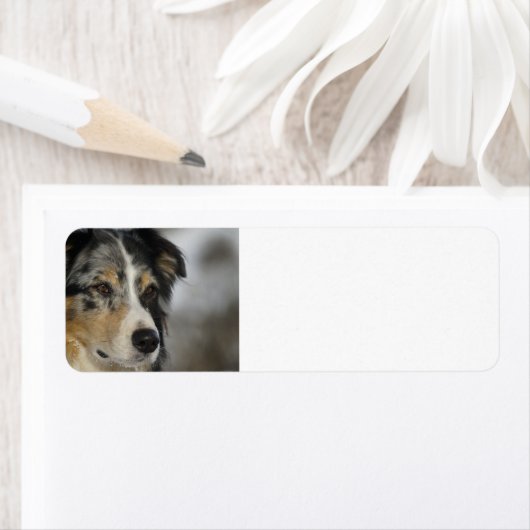 australian-shepherd-blue merle 2 etiket (Insitu)