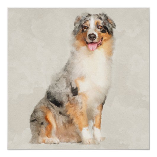 Australian Shepherd - Blue Merle Waterverf Perfect Poster (Voorkant)