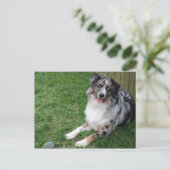 Australian Shepherd Briefkaart (Staand voorkant)