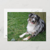 Australian Shepherd Briefkaart (Voorkant / Achterkant)