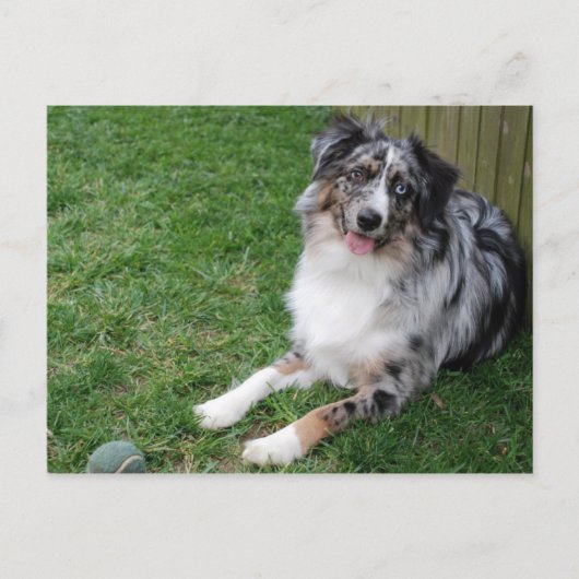 Australian Shepherd Briefkaart (Voorkant)