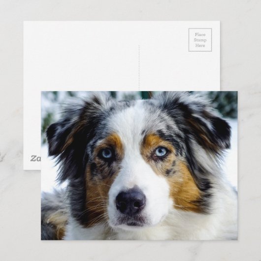 Australian Shepherd Briefkaart (Voorkant / Achterkant)
