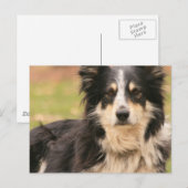 Australian Shepherd Briefkaart (Voorkant / Achterkant)