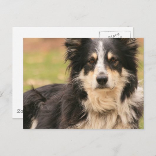 Australian Shepherd Briefkaart (Voorkant / Achterkant)