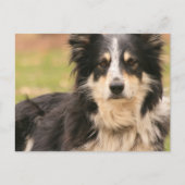 Australian Shepherd Briefkaart (Voorkant)