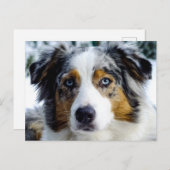 Australian Shepherd Briefkaart (Voorkant / Achterkant)