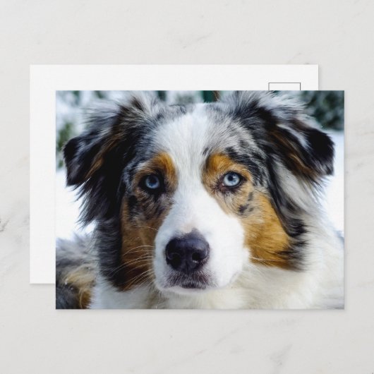 Australian Shepherd Briefkaart (Voorkant / Achterkant)
