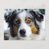 Australian Shepherd Briefkaart (Voorkant)