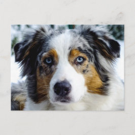 Australian Shepherd Briefkaart