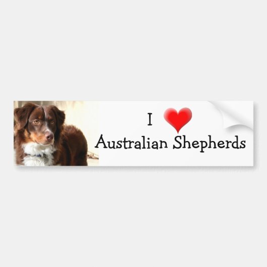 Australian Shepherd bumpersticker (Voorkant)