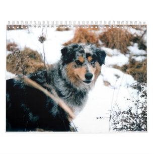 Australian Shepherd Calander Kalender