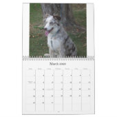 Australian Shepherd Calander Kalender (Mar 2026)