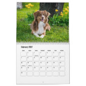 Australian Shepherd Calendar Kalender (Feb 2027)