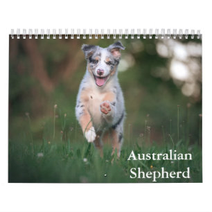 Australian Shepherd Calendar Kalender