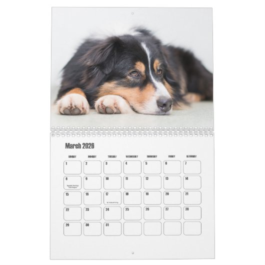 Australian Shepherd Calendar Kalender (Mar 2026)