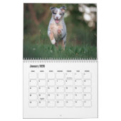 Australian Shepherd Calendar Kalender (Jan 2026)