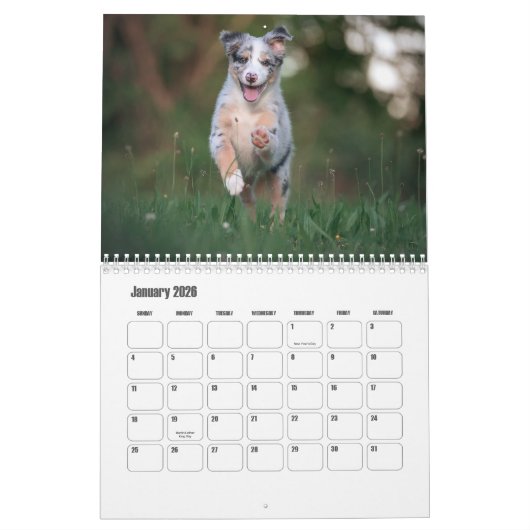 Australian Shepherd Calendar Kalender (Jan 2026)