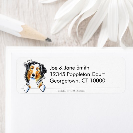 Australian Shepherd Clean in Simple Etiket (Insitu)