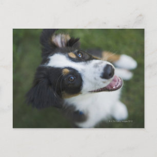 Australian Shepherd die op achterpoten staat Briefkaart