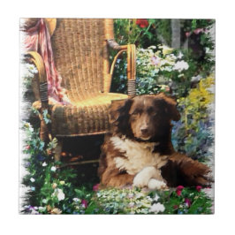 Australian Shepherd Dog Art Tegeltje
