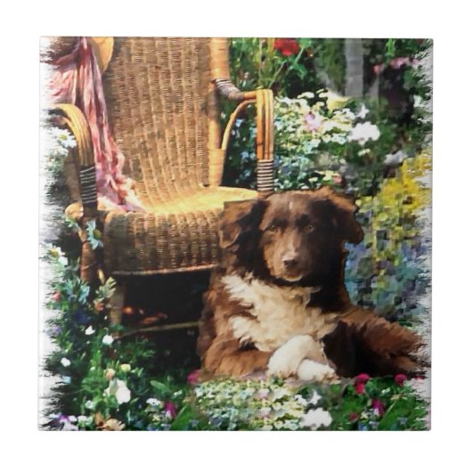 Australian Shepherd Dog Art Tegeltje (Voorkant)