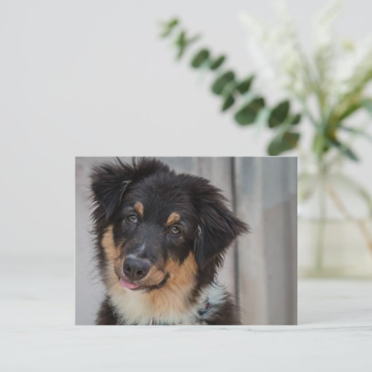 Australian Shepherd Dog Briefkaart (Staand voorkant)