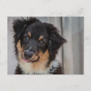 Australian Shepherd Dog Briefkaart