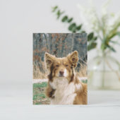 Australian Shepherd Dog Briefkaart (Staand voorkant)