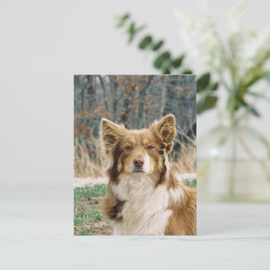 Australian Shepherd Dog Briefkaart (Staand voorkant)