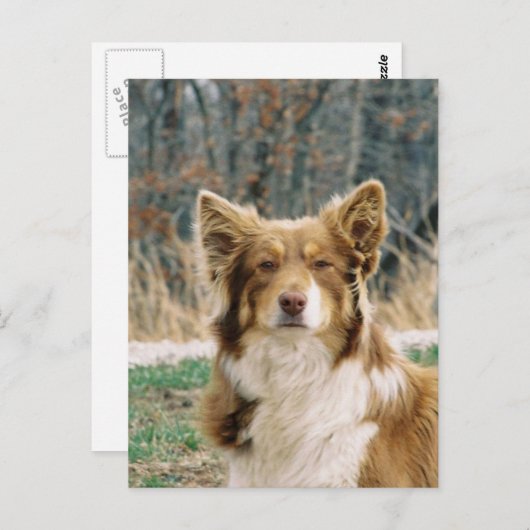 Australian Shepherd Dog Briefkaart (Voorkant / Achterkant)