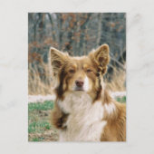 Australian Shepherd Dog Briefkaart (Voorkant)