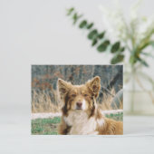 Australian Shepherd Dog Briefkaart (Staand voorkant)